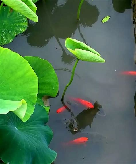 荷葉魚寓意|【荷花魚寓意】探索荷花魚寓意：魚與荷花的絕妙象徵